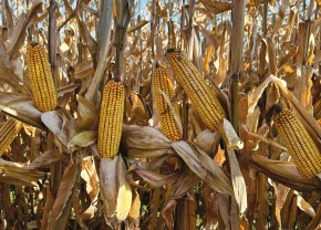 Maïs