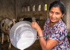 Productrice laitière d'Inde