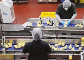 Poussins en processus de sexage