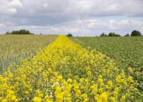 Bandes fleuries en Europe