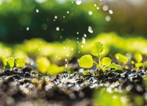 Eau qui tombe sur des pousses