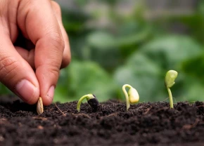 Main plantant une grain qui germera