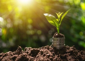 Une plante pousse dans des sous