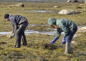 Personnes récoltant à la faucille des algues