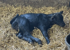 Veau blessé par un coyote.