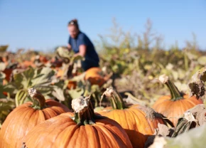 Des citrouilles en premier plan avec Christine Ruckstuhl en fond