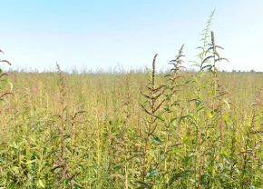 Amarante tuberculée