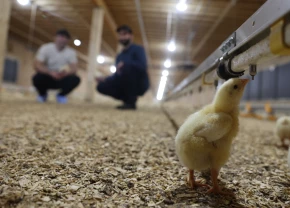 Poussin buvant au premier plan, avec les frères Maltais en fond