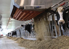 Vaches recevant de la nourriture en regardant la caméra